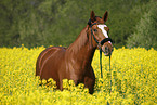 warmblood portrait