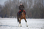 woman rides warmblood
