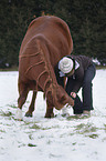 woman and warmblood