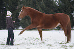 woman and warmblood