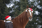 woman and warmblood