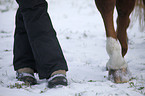 horse