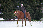 woman rides warmblood