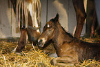 mare with foal