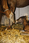 mare with foal