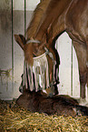 mare with foal