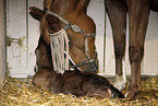 mare with foal