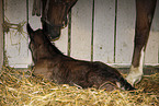mare with foal