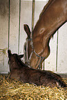 mare with foal