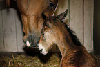 mare with foal