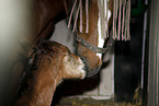 mare with foal