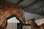 mare with foal