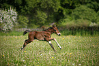 filly