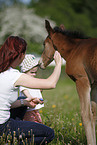 filly