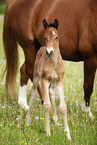 mare with foal