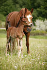 mare with foal