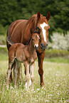 mare with foal