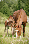 mare with foal