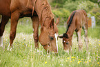 mare with foal