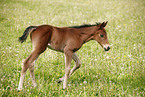 filly