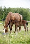 mare with foal
