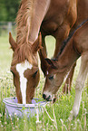 mare with foal