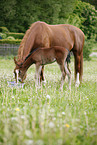 mare with foal