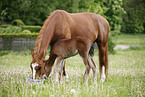 mare with foal