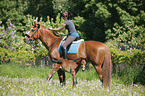 riding with foal