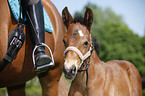 riding with foal
