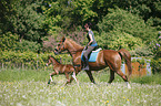 riding with foal