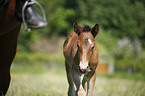riding with foal