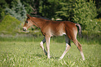 filly