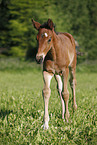 filly