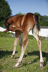 filly