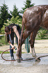horse takes shower