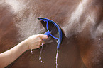 horse takes shower