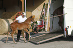 warmblood foal