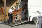 warmblood foal