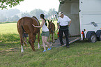 warmbloods