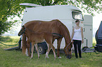 warmbloods
