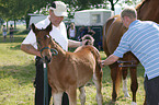 warmblood foal