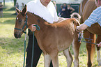 warmblood foal