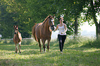warmbloods