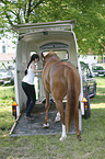 loading a warmblood