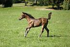 running foal