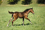 running foal