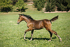 running foal