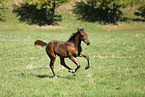 running foal