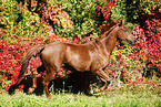 horse